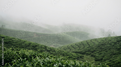 Lush Green Tea Plantation Hills in Misty Monsoon Rain