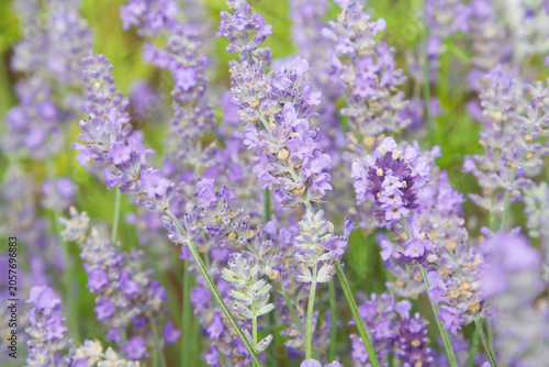 Soft Blooming Purple Lavender Stalks