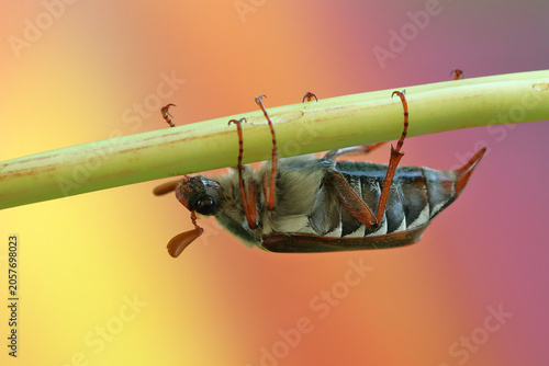 Bild auf Leinwand May beetle insect on a stick