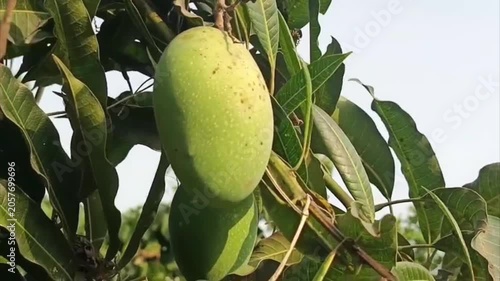 Fresh Mangoes Hanging Naturally with Green Leaves in Sunny Day 4k stock footage