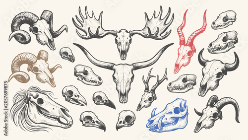 Vintage Animal Skulls Engraving Style Illustration Set with Longhorn Bull, Deer Antlers, Ram Horns, and Wild Wildlife Anatomy Sketch Vectors