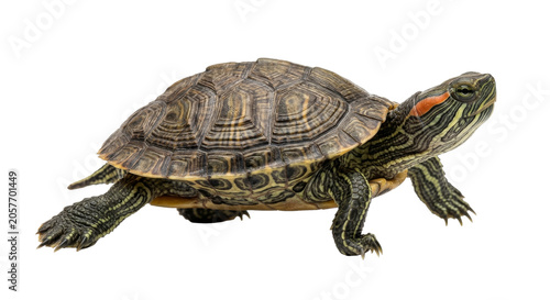 Принти на полотні A small freshwater turtle with distinctive red markings on its head and striped
