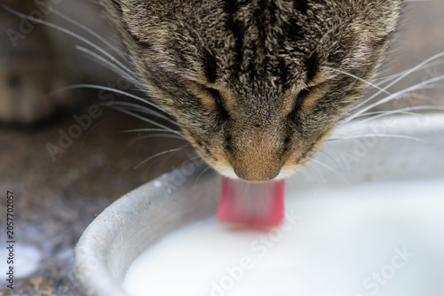 Photography Hungry stray cat drinks milk from a bowl