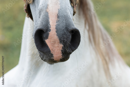 Tableau sur toile Close-up of the nostrils of a white horse