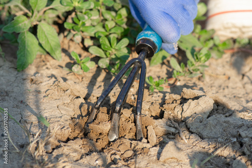 Slika na platnu Manual tillage in the garden plot. Weed control with a mini rake.