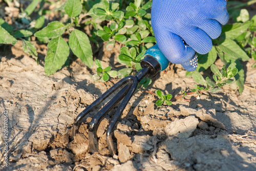 Φωτογραφία Manual tillage in the garden plot