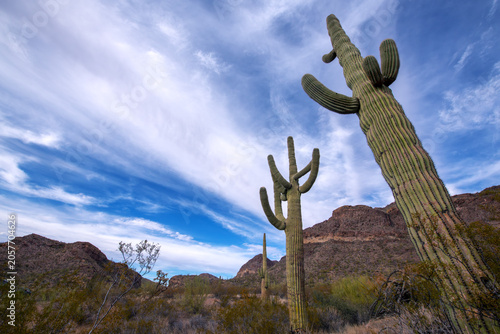 Bild auf Leinwand Majestic Saguaro cactus in Organ Pipe Cactus National Monument.