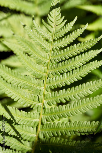 Close-up of fern leaves in a forest