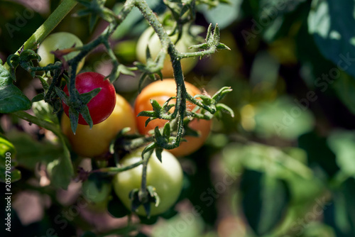Tomatoes ripening on a bush on a farm