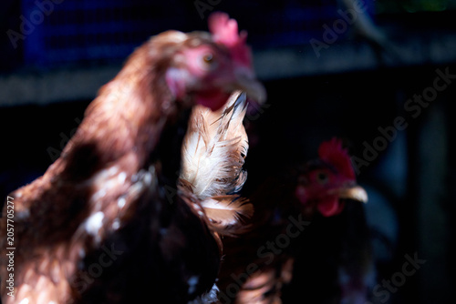 A close-up of a chicken in a coop