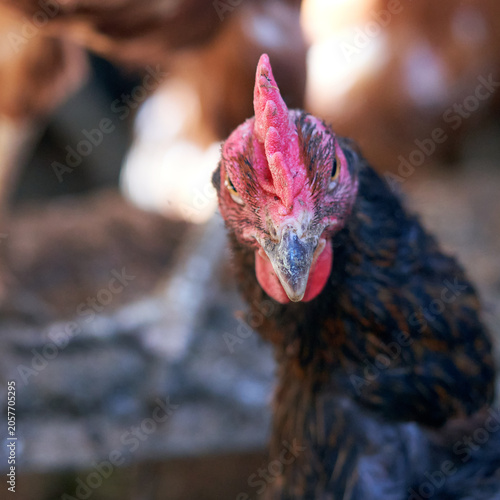 A close-up of a chicken in a coop