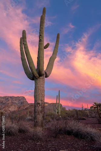 Vibrant desert sunset panorama with Saguaro and organ pipe cacti.