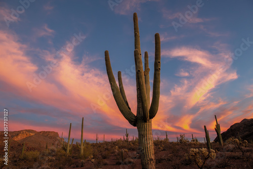 Foto Dramatic twilight sunset over Saguaro cactus in Arizona desert.