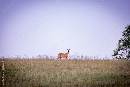 White tailed deer in the field