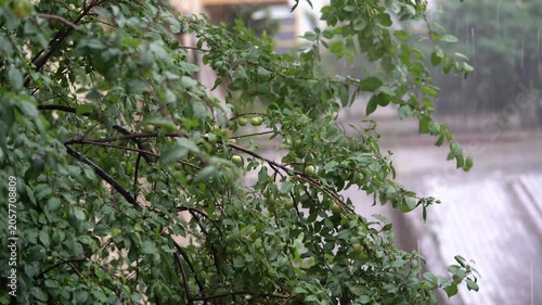 4K Rain Falling on Green Leaves. Nature Weather Background Video.Ultra HD 4K video capturing rainfall on lush green leaves and branches in a natural outdoor setting.