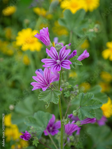 Purple Common mallow flowers and green leaves. Malva sylvestris.