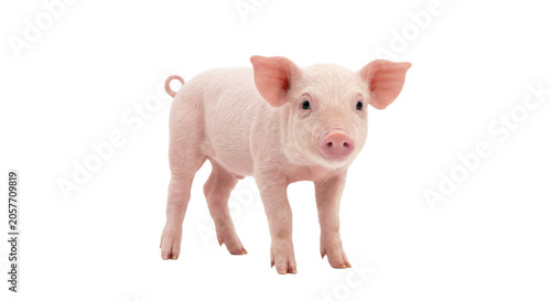 Tableau sur toile Adorable pink piglet standing on a white background, looking curious and cute