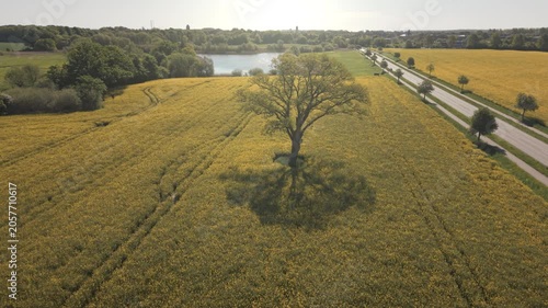Yellow rapeseed field with a tree as a point of interest, drone footage