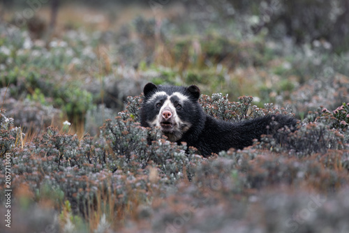 Cuadro en lienzo Spectacled Bear in High Andean Paramo Habitat, Cayambe Coca National Park, Ecuad