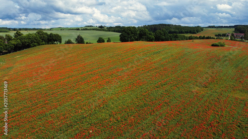 Red poppy field in spring in Warmia