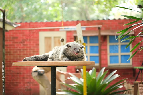 Rare Bearcat Binturong resting in the tropical jungle canopy.