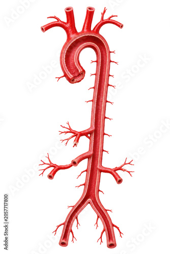 Human Aorta Anatomy Isolated on White Background, Red Arterial Blood Vessel Medical 3D Render Showing Branches and Internal Structure