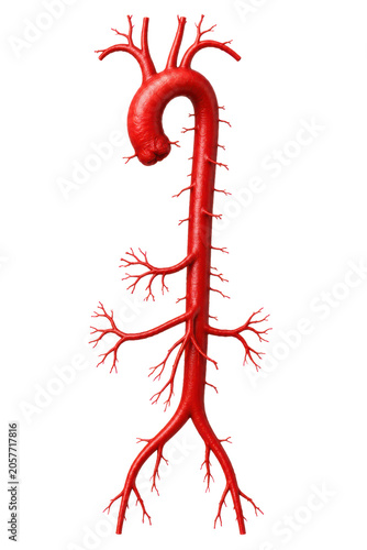 Human Aorta Anatomy Isolated on White Background, Red Arterial Vascular System Medical 3D Render With Branching Blood Vessels