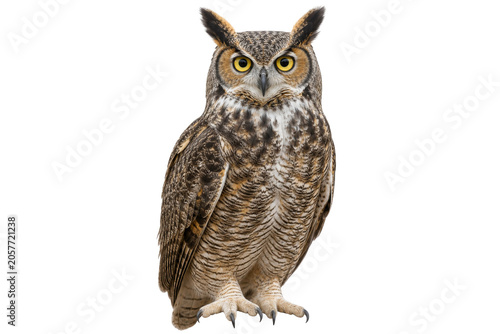 фотографія A majestic great horned owl stands alert with piercing yellow eyes against a sta