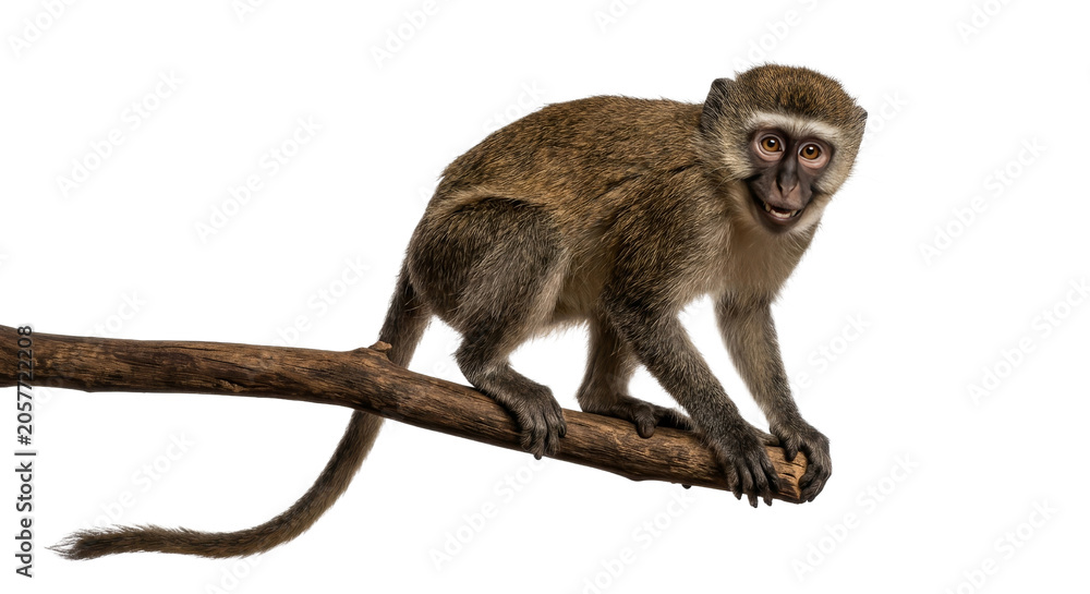 Fototapeta premium Playful monkey with an expressive face perched on a tree branch
