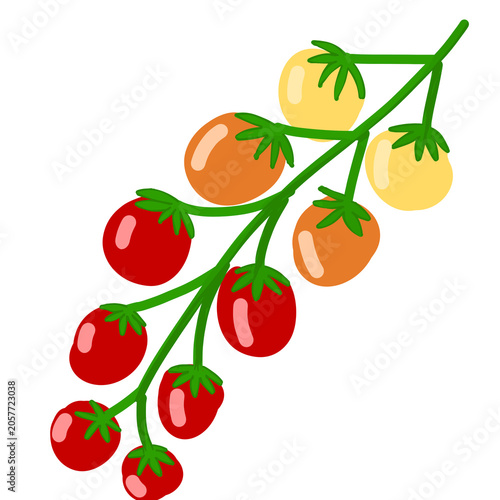 cherry tomatoes vector illustration