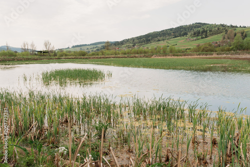 Misty Green Hills and Wetland Landscape in Countryside, Carpathian, Ukraine