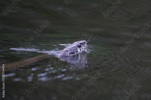 A grass snake swimming in a pond, Natrix natrix