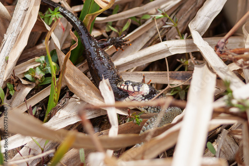Foto Grass snake devouring a lizard, eating the catch