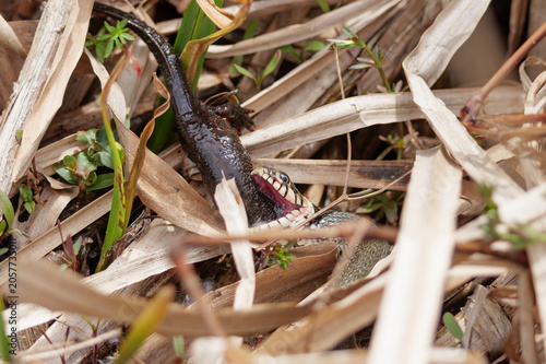 Foto Grass snake devouring a lizard, eating the catch