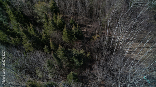 Tablou pe pânză A crisp high-angle drone photograph over a dense northern forest canopy, contrasting thick green evergreen pine trees with stark, bare white birch trunks and dry leaf litter in the early spring