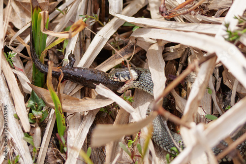 Photography Grass snake devouring a lizard, eating the catch