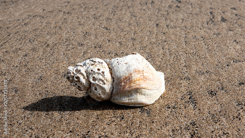 Weathered Seashell on Sandy Beach Close‑Up
