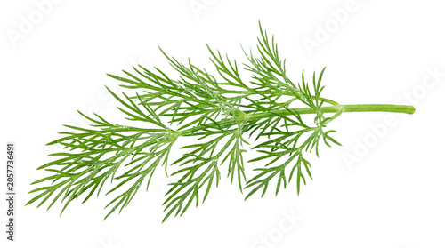 Fresh green dill sprig with delicate feathery leaves and water droplets on transparent background