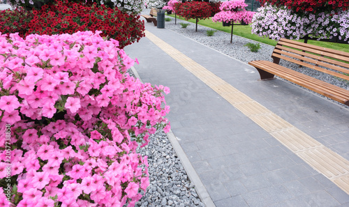 Urban walkway with colorful flowering shrubs, bench and modern landscape design