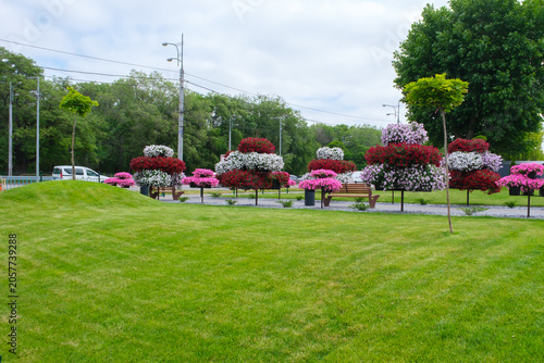 Landscaped urban green lawn with colorful flowering shrubs and decorative garden plants