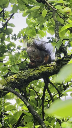 Cute squirrel eating a walnut on green tree