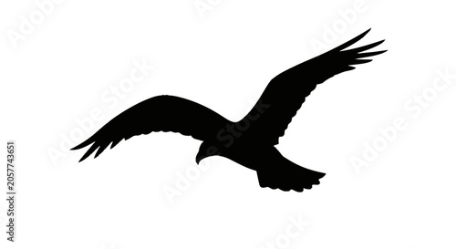 Bold black silhouette of a bird's wing tip featuring sharp individual 