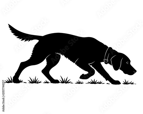 Hunting dog tracking prey in a field