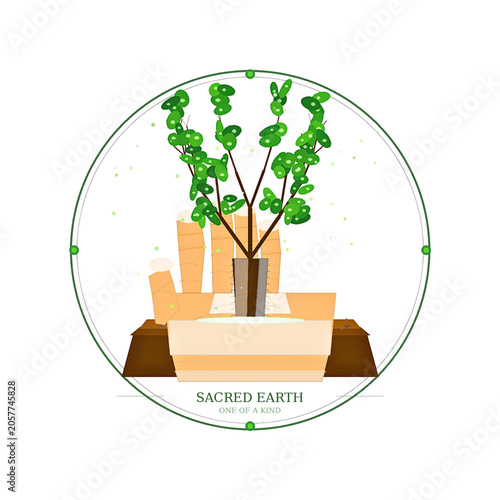tree in a pot