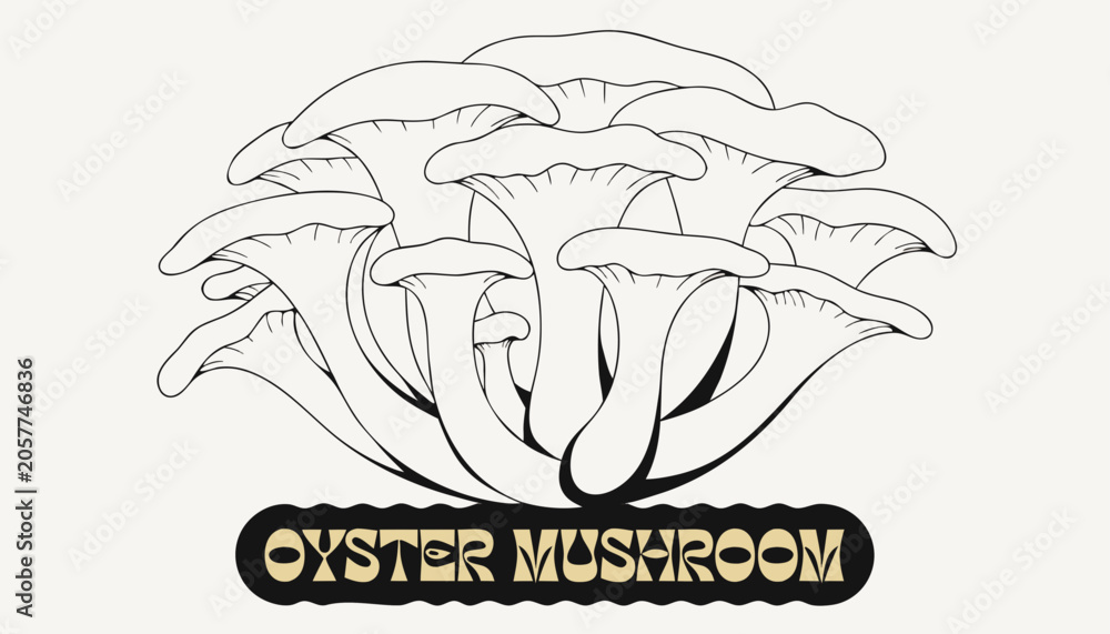 Fototapeta premium Very beautiful OYSTER MUSHROOM cluster with soft cream-colored caps, organic textures, and a decorative label reading 