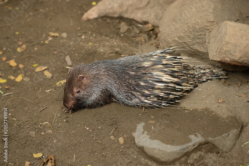 Sunda porcupine (Hystrix javanica) in natural habitat. Close up detail of Porcupine in the wild
