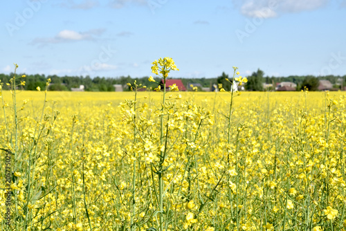 Rural landscape. A field of blooming rapeseed and a village in the distance.
