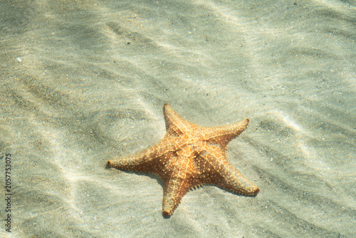 étoile de mer, plage starfish beach, Bocas del Toro, Panama