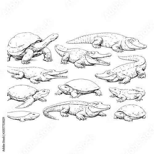 Reptiles animals set isolated white background hand drawn illustration sketch