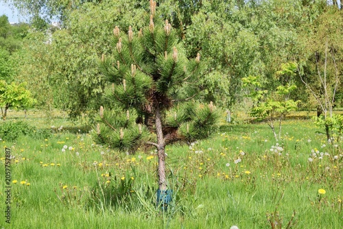 Cedar saplings planted in the city park